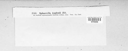 Mycosphaerella asplenii image